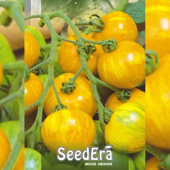 Зебра желтые семена помидора индетерминантного (Seedera)
