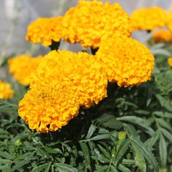 Золотой век семян бархатцев (Floragran)