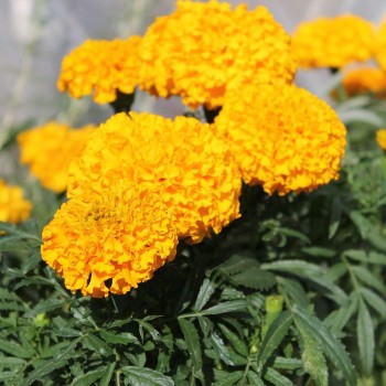 Золотой век семян бархатцев (Floragran)