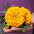 Золотой век семян бархатцев (Floragran)